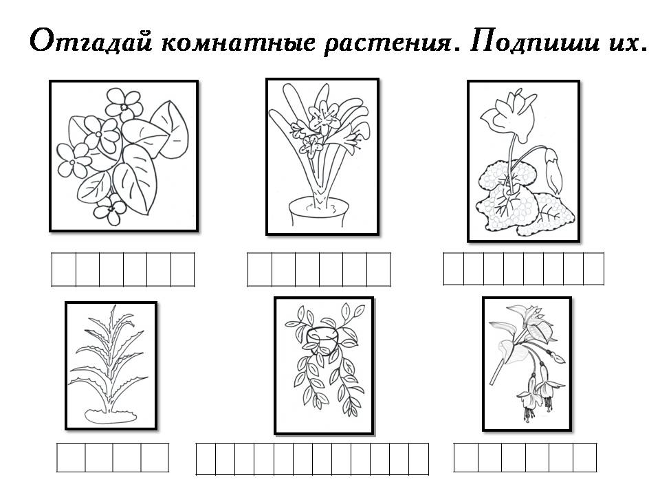 Проект Комнатные растения