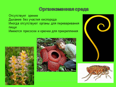 Конспект урока биологии в 5 классе Среды обитания организмов.