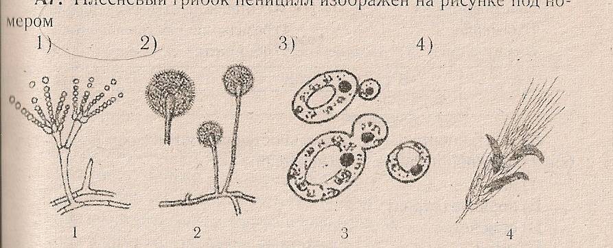 Рассмотрите рисунок с изображением дрожжей какое. Одноклеточные грибы пеницилл. Дрожжи грибы строение спорынья. Паразитический гриб спорынья изображена на рисунке под номером. Одноклеточные грибы рисунок.