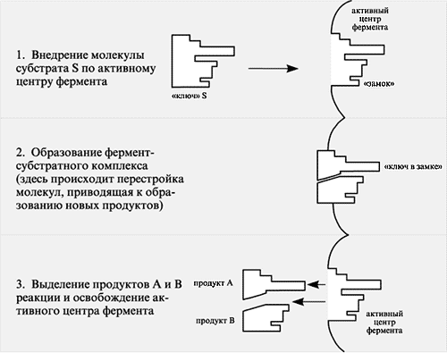 Конспект урока химии по теме Ферменты