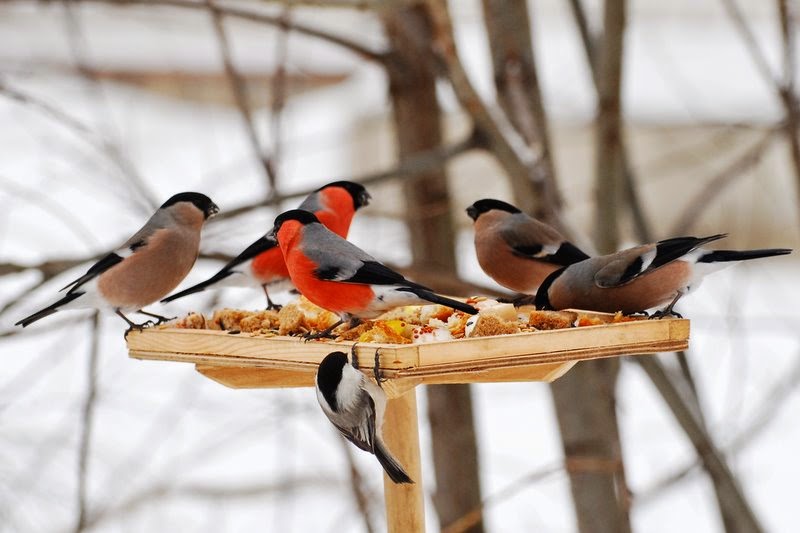 Внеклассное мероприятие В гостях у зимующих птиц