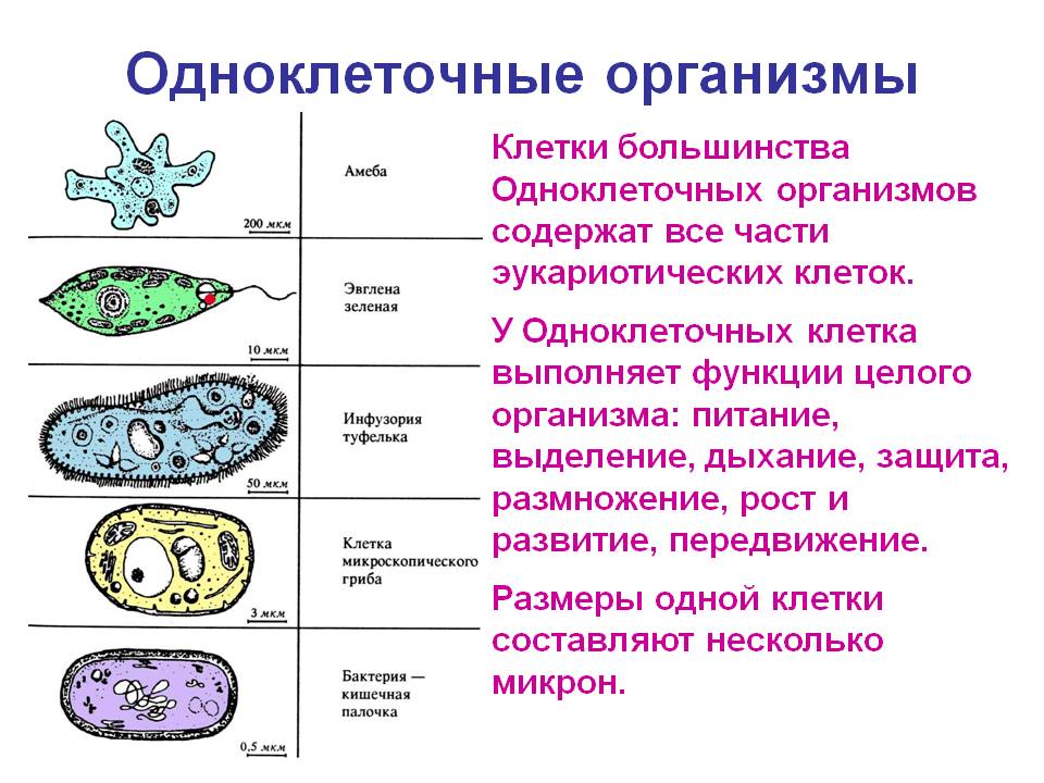 Методические рекомендации по проведению лабораторных работ и практических занятий по биологии