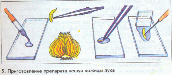 Методические рекомендации по проведению лабораторных работ и практических занятий по биологии