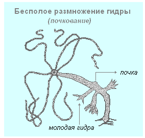 Методические рекомендации по проведению лабораторных работ и практических занятий по биологии