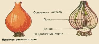 Методические рекомендации по проведению лабораторных работ и практических занятий по биологии