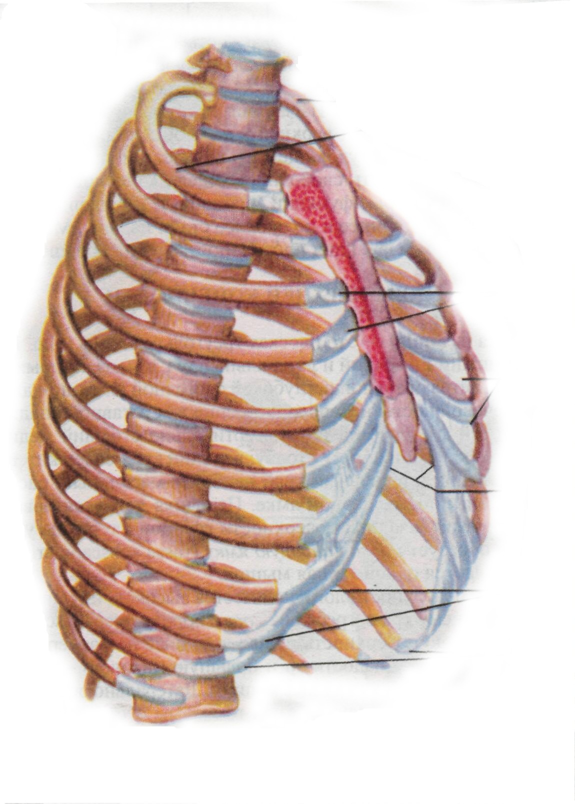 Какое строение грудной клетки. Грудная клетка реберная дуга. Анатомия грудной клетки: Грудина. Анатомия ребер грудной клетки. Грудная клетка анатомия 10 ребро.