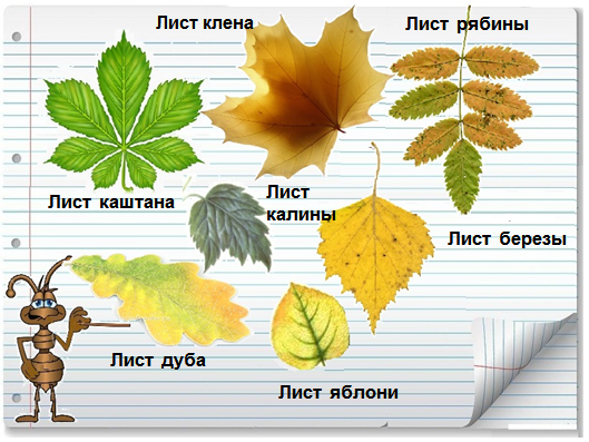 Конспект урока окружающего мира в 1 классе по программе Школа России на тему Что это за листья?