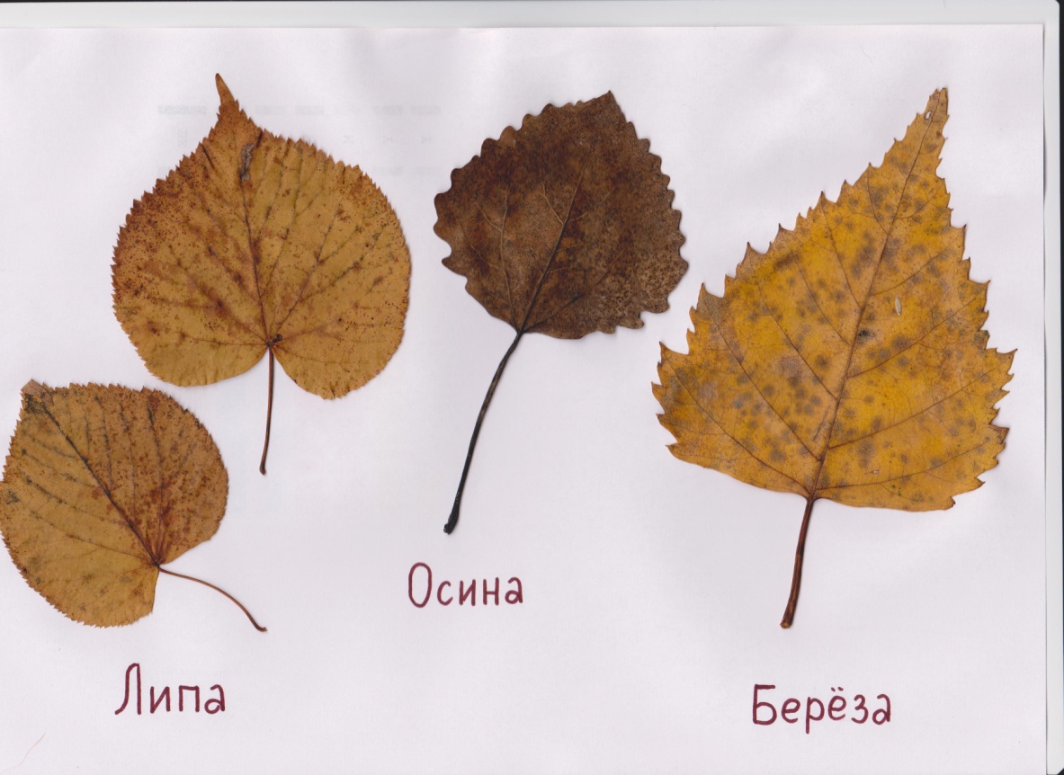 Конспект урока окружающего мира в 1 классе по программе Школа России на тему Что это за листья?