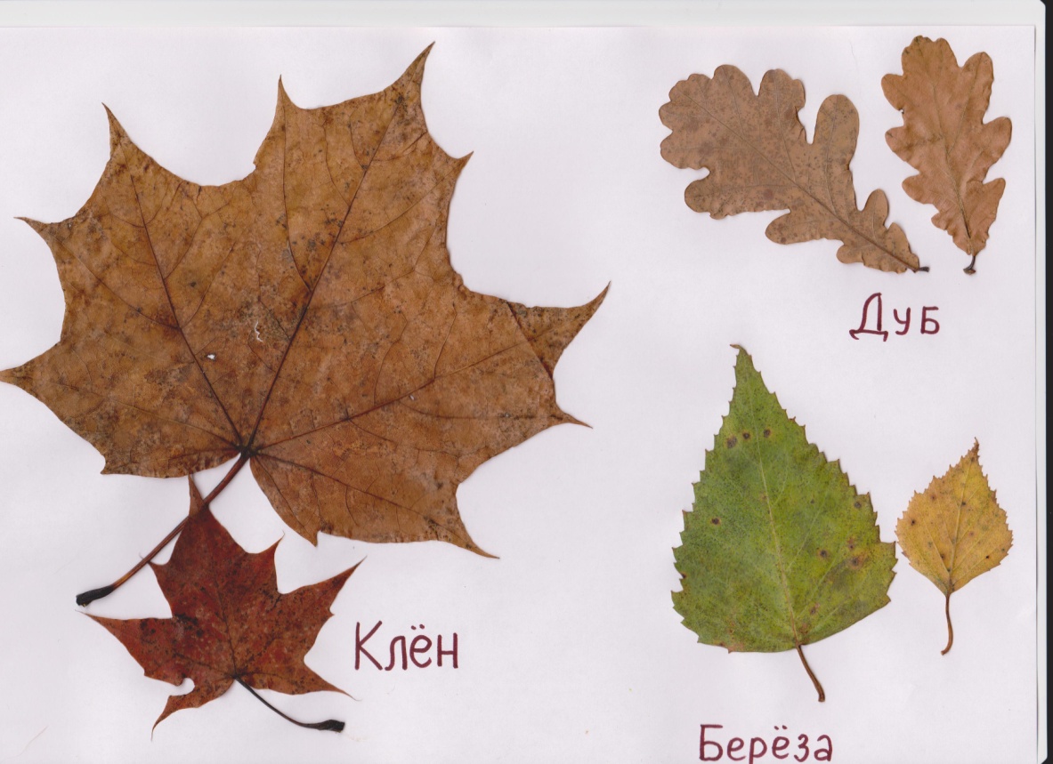 Конспект урока окружающего мира в 1 классе по программе Школа России на тему Что это за листья?