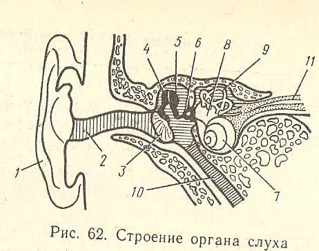 Орган слуха анатомия