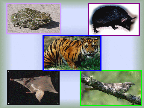 Урок познание мира во 2 классе на тему Как животные приспосабливаются к среде обитания.