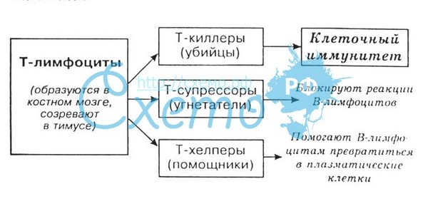 Цикл уроков по теме Кровь и лимфа