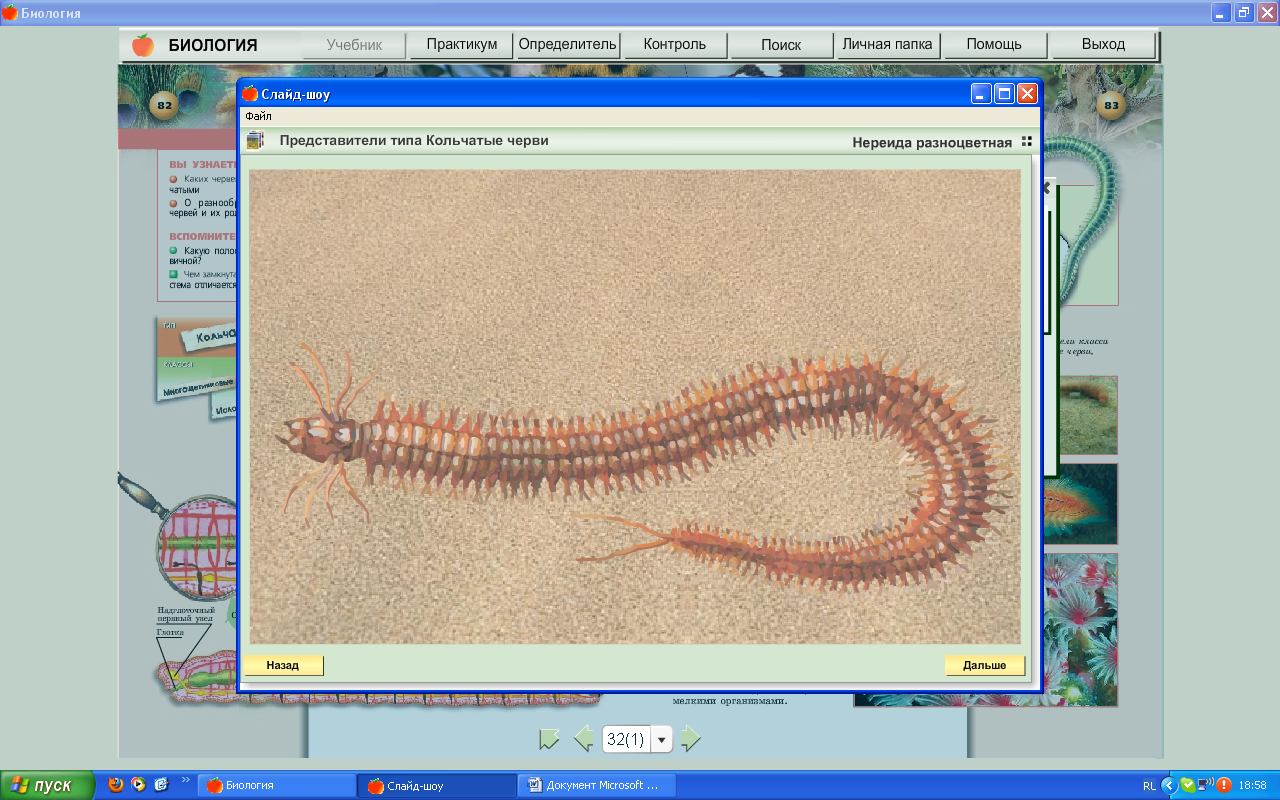Конспект урока: Тип Кольчатые черви. Роль червей в почвенных экосистемах». 7 класс