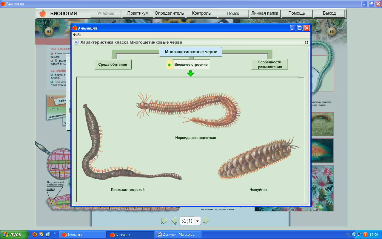 Конспект урока: Тип Кольчатые черви. Роль червей в почвенных экосистемах». 7 класс