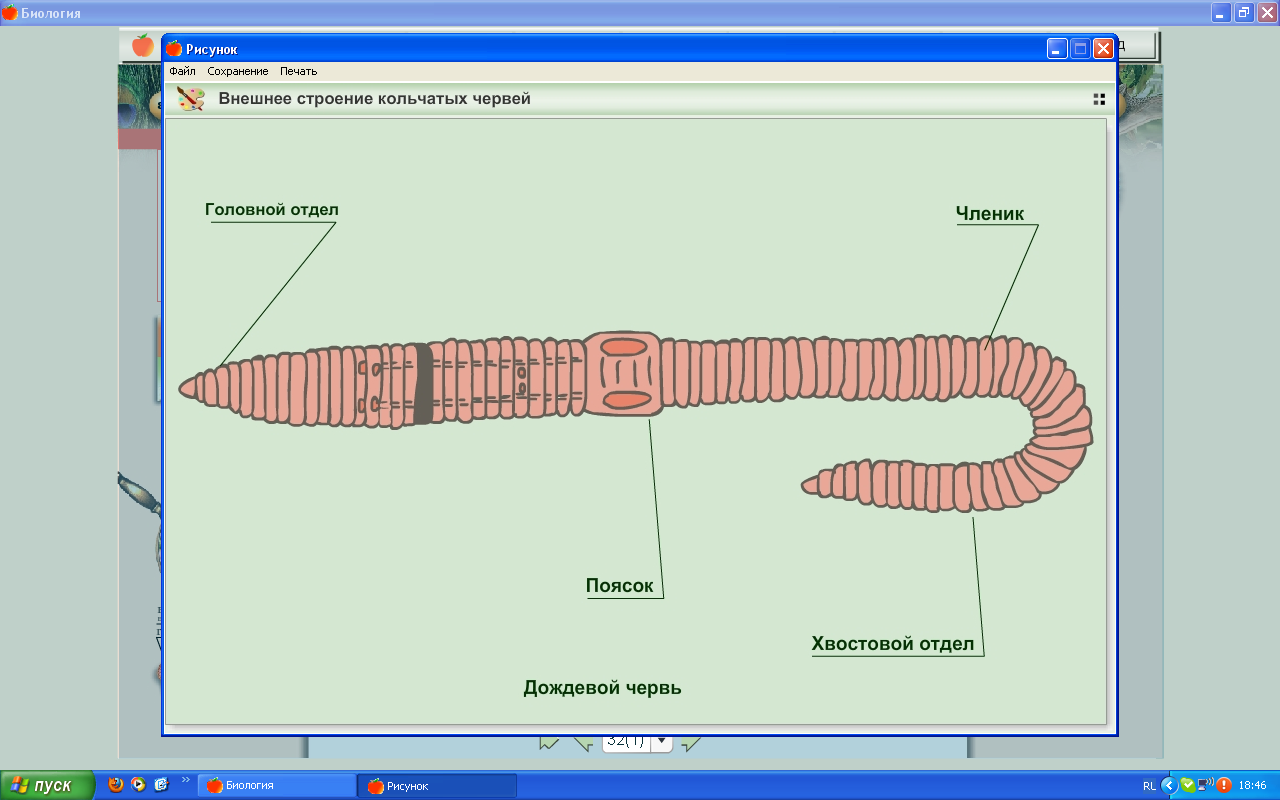 Рисунок строение червя