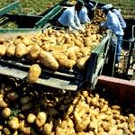Картофель важнейшая сельскохозяйственная культура