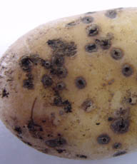Картофель важнейшая сельскохозяйственная культура