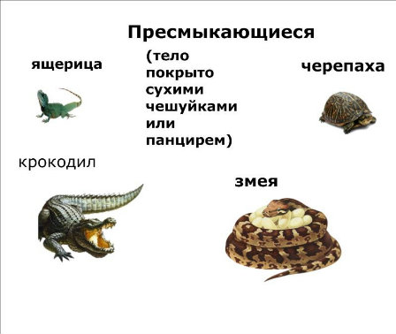 Конспект урока по окружающему миру на тему Разнообразие животных (3 класс)