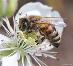 Исследовательский проект Знают ли пчёлы математику?