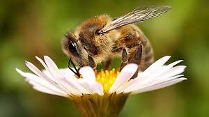 Исследовательский проект Знают ли пчёлы математику?