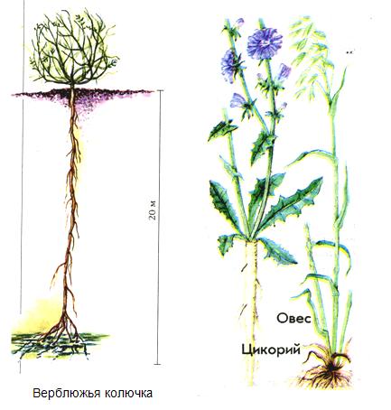 Открытый урок по биологии на тему: «Виды корней. Типы корневых систем».