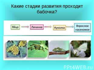 Урок по биологии для 7 класса «Развитие животных с превращением и без превращения»