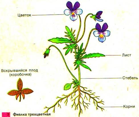 Исследовательская работа Как продлить жизнь срезанным цветам