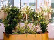«Комнатные растения в интерьере дома. Разновидности комнатных растений.»