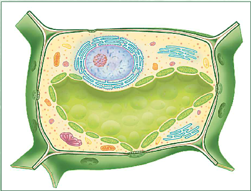 Урок биологии на тему Строение растительной клетки (5 класс)