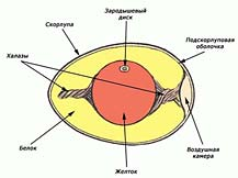 Конспект урока биологии на тему Размножение птиц ( 7 класс)