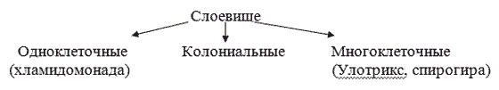 Конспект урока по биологии на тему Водоросли ( 7 класс)