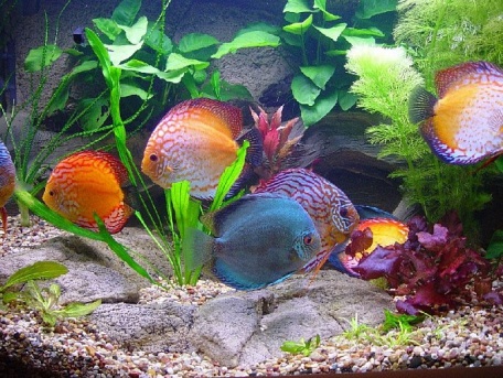 Конспект урока по ИЗО Рыбки в аквариуме