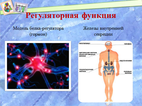 Методическая разработка урока по теме Белки строение, свойства, биологическая роль