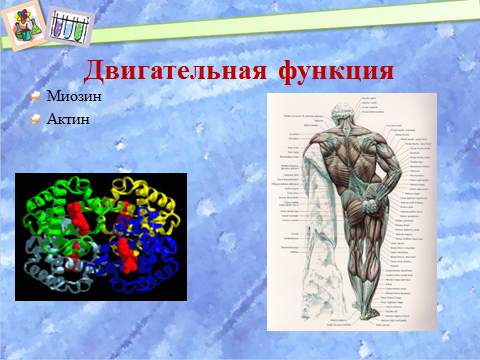 Методическая разработка урока по теме Белки строение, свойства, биологическая роль