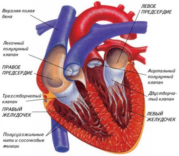 Урок по биологии на тему: Строение сердечно-сосудистой системы (8 класс)