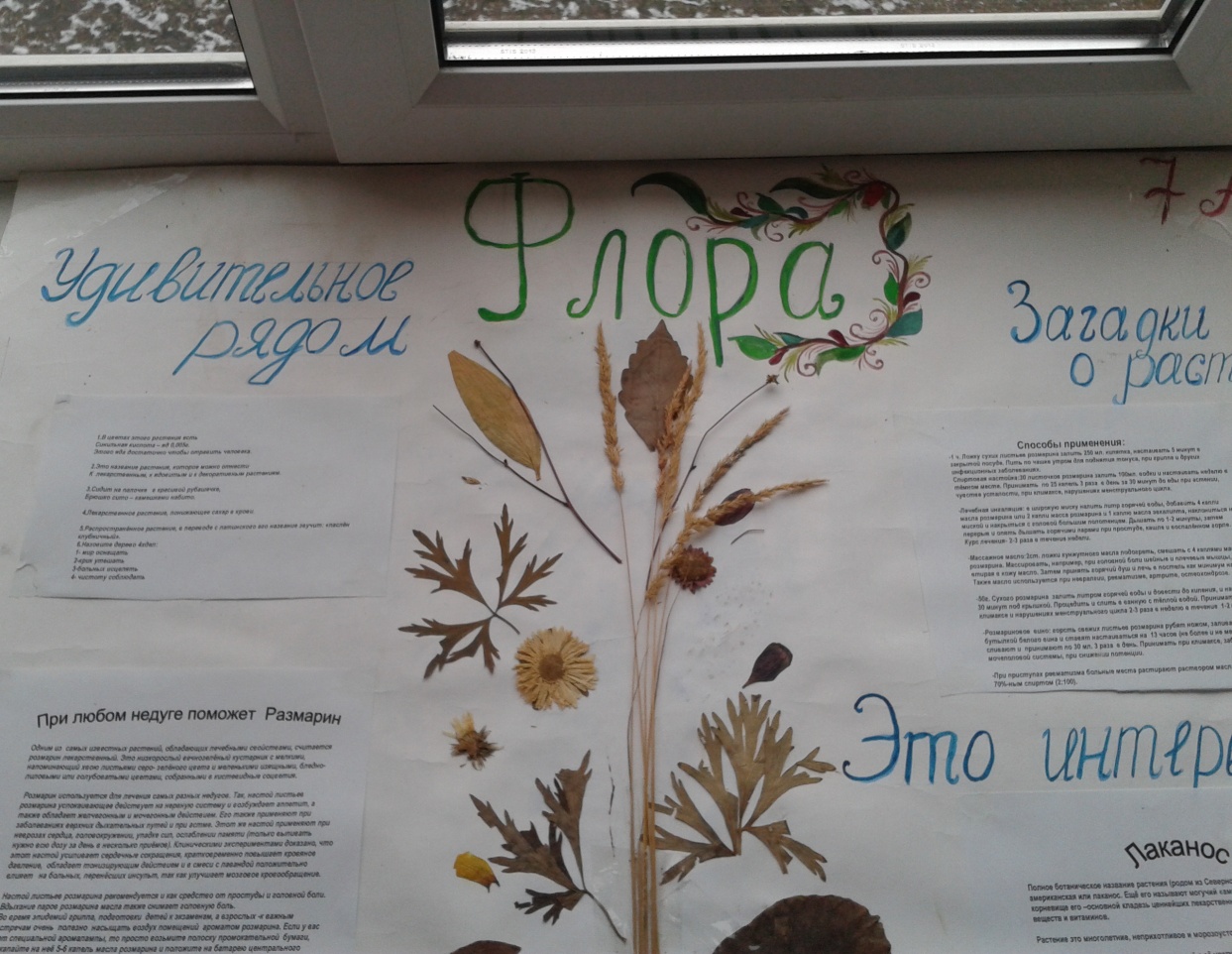 Материал для внеклассного мероприятия для 5-х классов во время школьной научной недели «Лекарственный растения вокруг нас и для нас»
