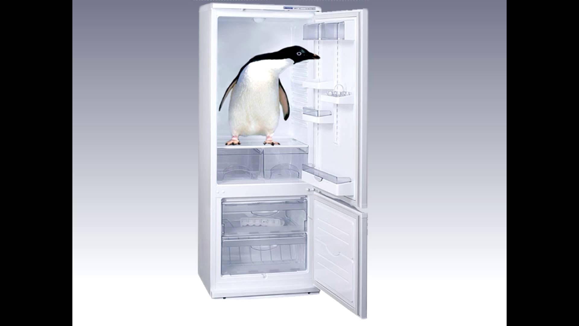 Как менялся холодильник. Пингвин в холодильнике. Живой холодильник. Пингвин в морозилке. Холодильник с морозильной камерой.