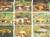 Шляпочные грибы, их роль в природе и жизни человека. Съедобные и ядовитые грибы.»