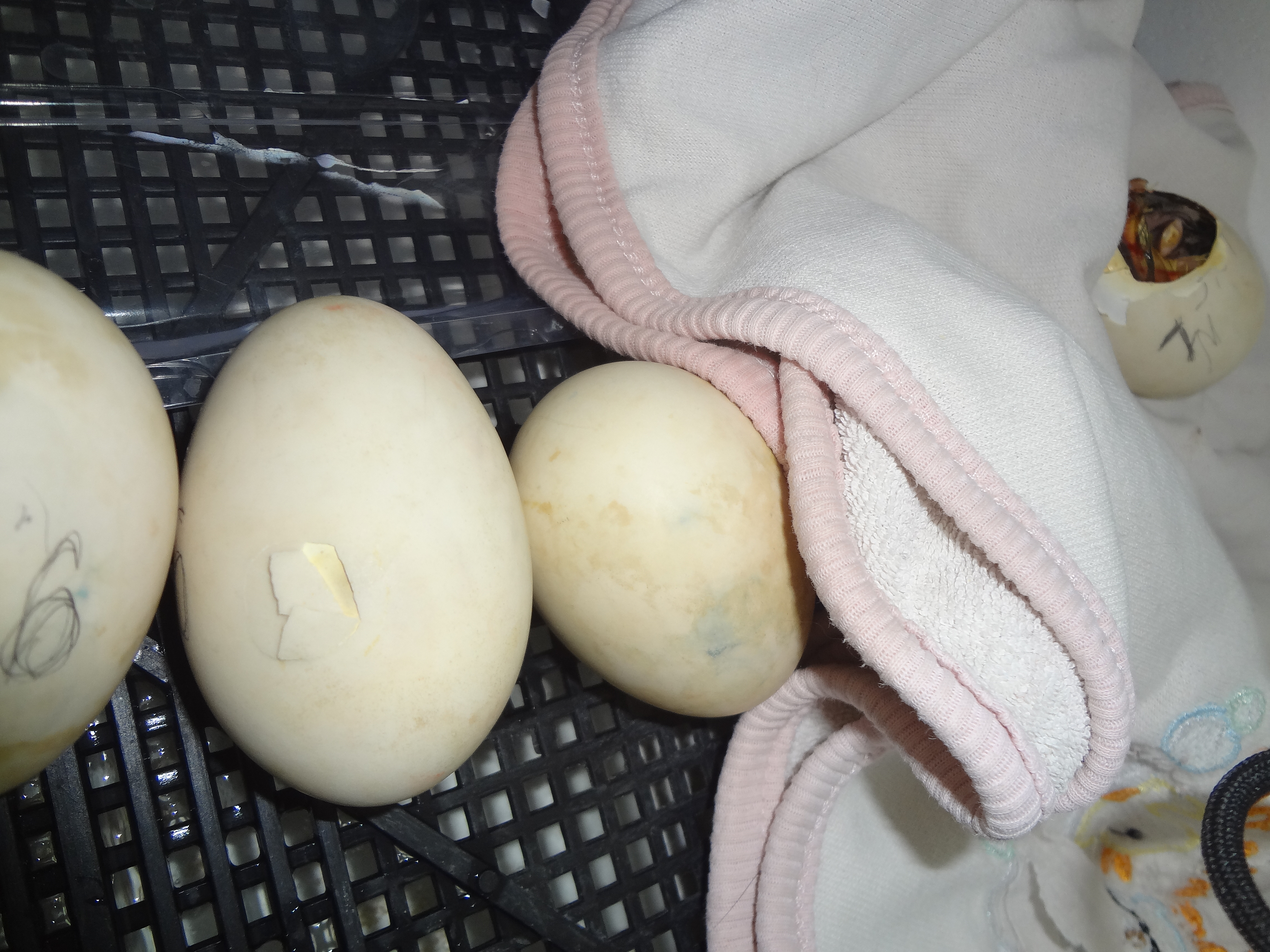 Исследовательская работа Выведение мускусной утки в инкубаторе с процессом развития эмбриона