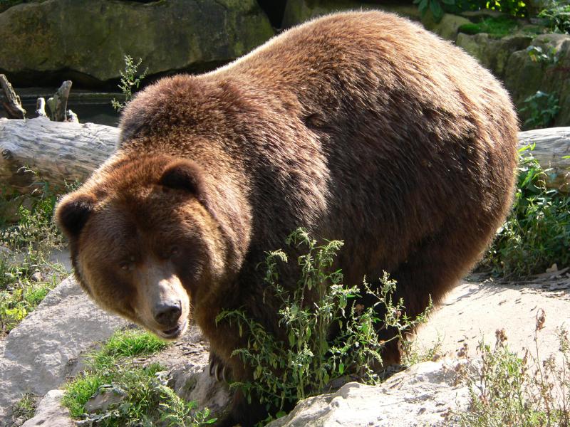 Детский исследовательский проект Почему медведь пришел в Югорск? (2 класс)