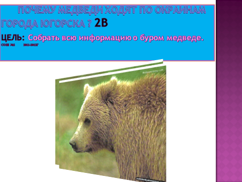 Детский исследовательский проект Почему медведь пришел в Югорск? (2 класс)