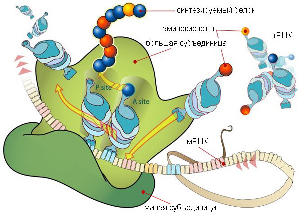 План-конспект урока биологии на тему Органоиды цитоплазмы, их структура, функции и значение в клетке.