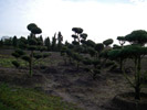 «Бонсай-исскуство выращивание карликовых деревьев».