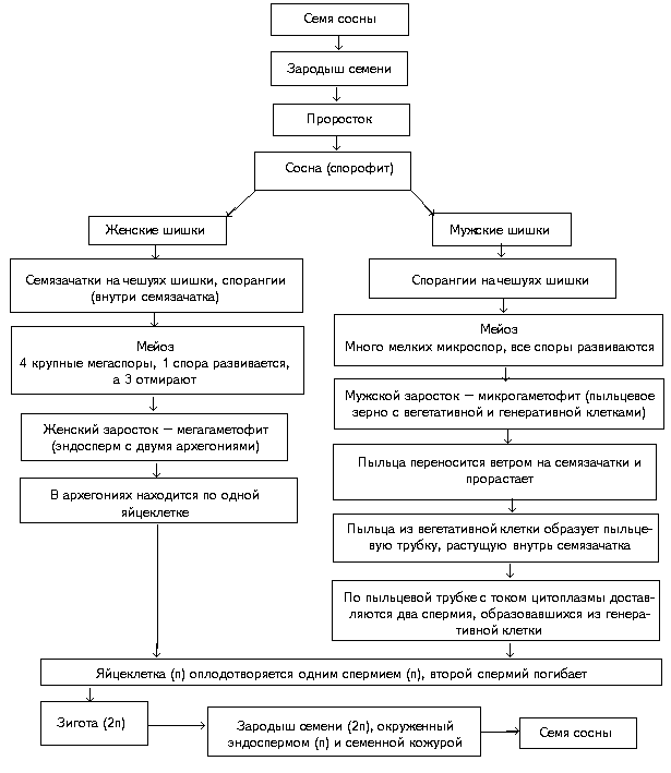 Схема по биологии Цикл развития сосны