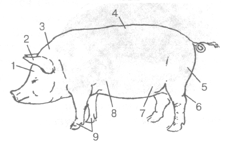 Самостоятельная работа на тему Свиньи (7 класс) (коррекционное обучение, 8 вид)