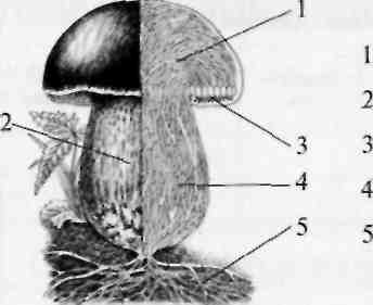 Приложения к интегрированному уроку биологии в 5 классе: Общая характеристика грибов
