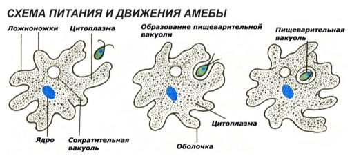Конспект урока по биологии Строение и жизнедеятельность саркожгутиковых (7 класс)