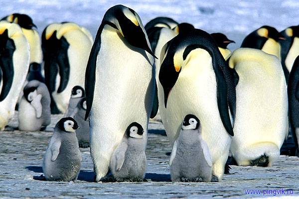 Занятие Пингвин на льдинеконструирование