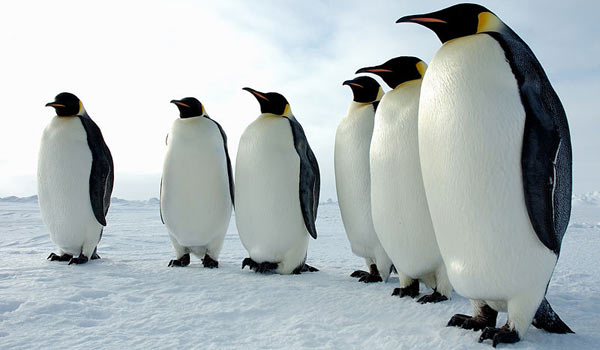 Занятие Пингвин на льдинеконструирование