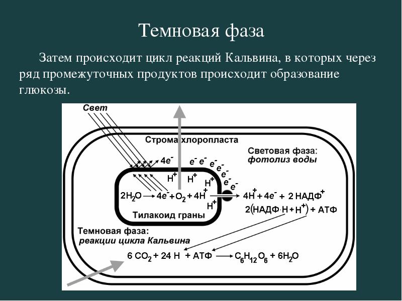 Технологическая карта урока на тему Фотосинтез (9 класс)